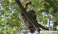 FORINA: 2019 Orangutan PHVA withdrawn regardless of IUCN’s response